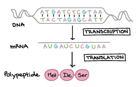 Dna Transcription And Translation Worksheet – Englishworksheet.my.id