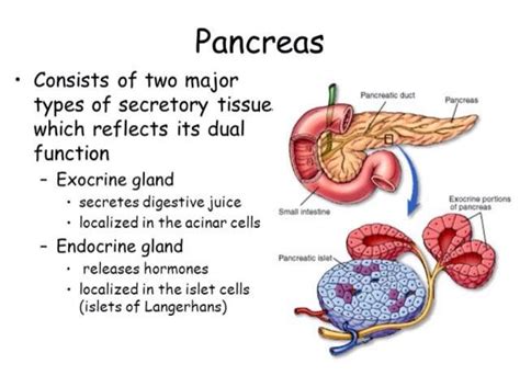 Pancreas Function in Digestive System