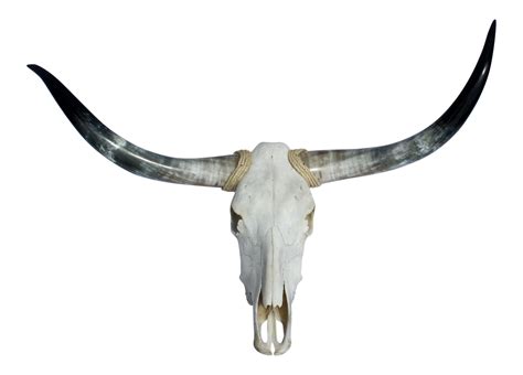 Texas Longhorn English Longhorn Skull - skull png download - 3766*2702 ...