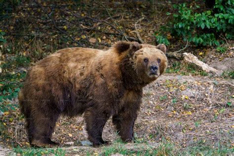 Kamchatka Brown Bear - Stock Photos | Motion Array