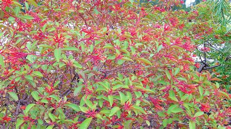 Yard Doc Firebush a good plant for Treasure Coast landscapes