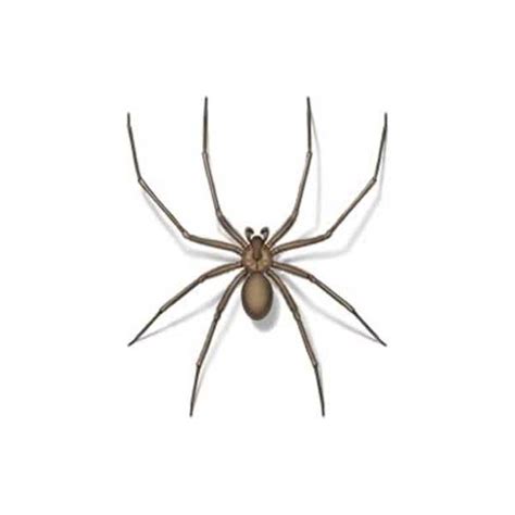 brown recluse spider florida house spiders - Fabiola Gilchrist