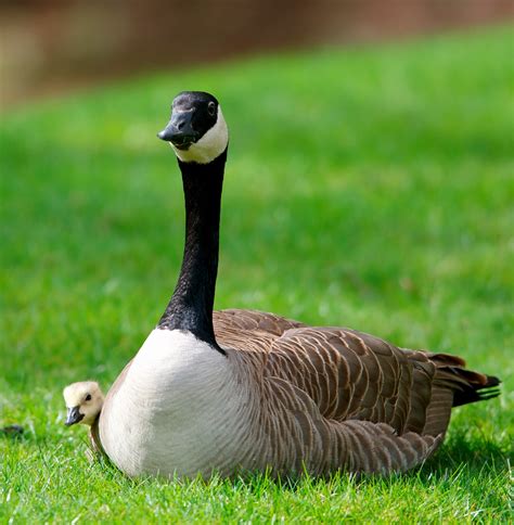 How to Get Rid of Canadian Geese