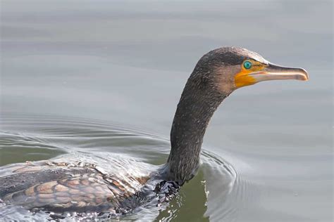 Cormorant - A-Z Animals