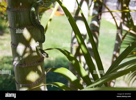 snake in a tree Stock Photo - Alamy