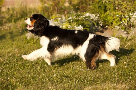 Top 10 Best Dog Breeds For Apartments - PetGuide | PetGuide