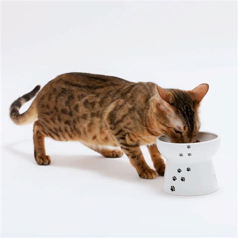 Cat Feeding Bowls On Stand - WebNuggetz.com | WebNuggetz.com