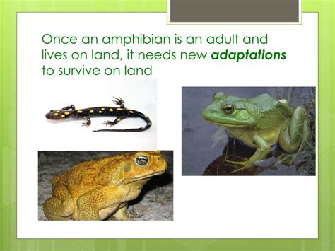 PPT - Amphibian ADAPTATIONS PowerPoint Presentation, free download - ID:2348796