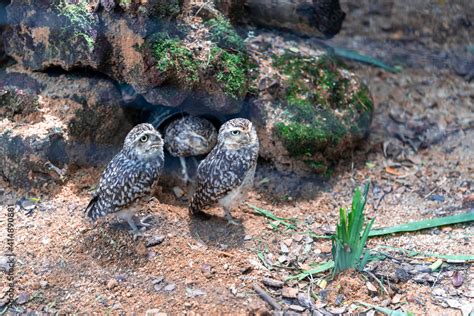 little owl, also known as the owl of Minerva, is a bird that inhabits ...