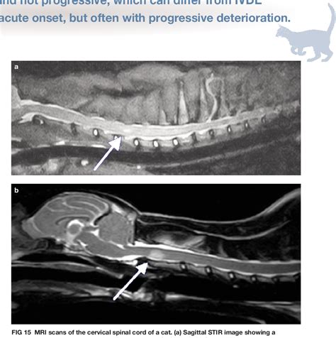 Acute Spinal Cord Injury in the Cat: Causes, Treatment and Prognosis ...