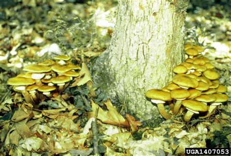 Armillaria root rots (Genus Armillaria)