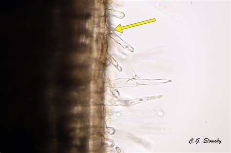 Root Hair Cell Microscope