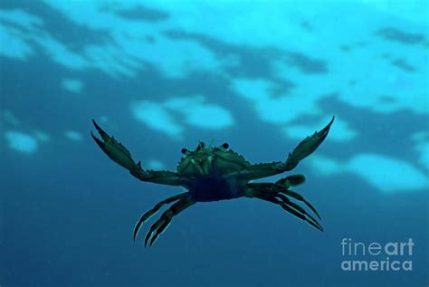 Crab Swimming In The Blue Water by Sami Sarkis