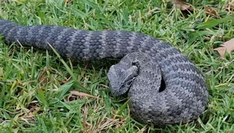 Big Pregnant Death Adder Found in Family Backyard: 'Don't Bite Me' - Newsweek