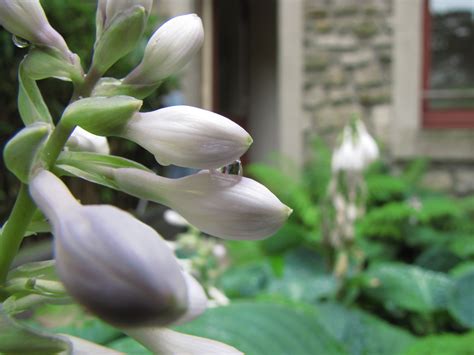 White Flower Buds Free Stock Photo - Public Domain Pictures