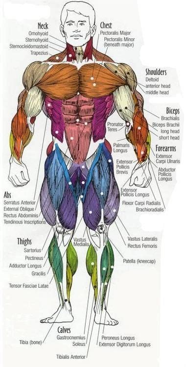 Diagram Of Body Muscles And Names / musculatory body system | Muscle ...