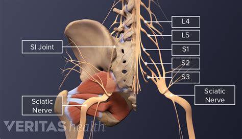 Spinal Cord and Spinal Nerve Roots | Spine-health