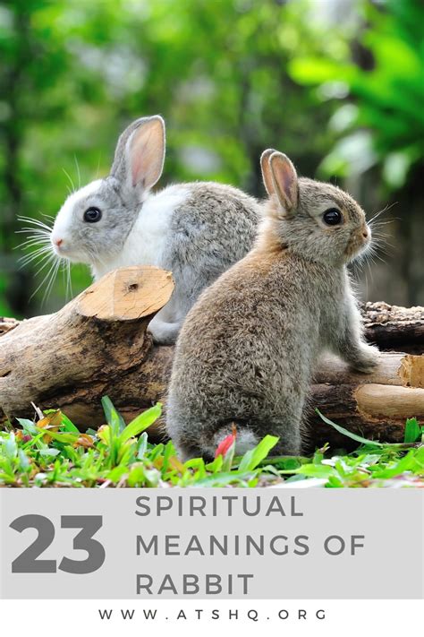 Rabbit Symbolism: 23 Spiritual Meanings Of Rabbit