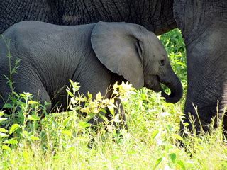 Elephants - South Africa Safari - Djuma Game Reserve - Sab… | Flickr