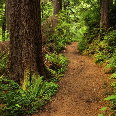 Trail Through Forest Photograph by Andipantz - Pixels