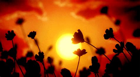 Flowers Sunset GIF - Find & Share on GIPHY