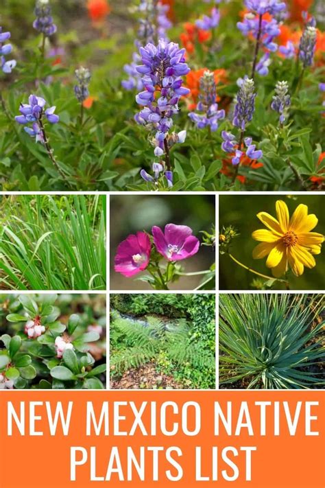 New Mexico Native Plants List - 8 Plants For A Beautiful Landscape