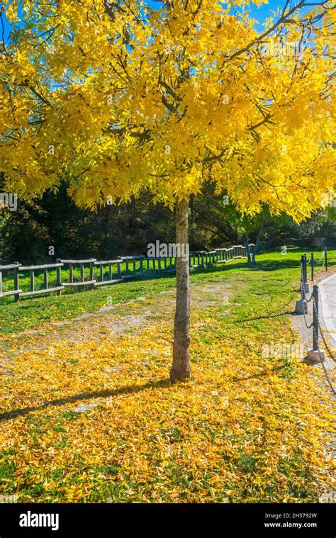 Deciduous tree in Autumn Stock Photo - Alamy