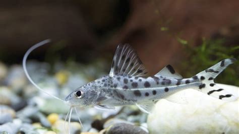 Catfish Species for Aquariums - Types of Aquarium Catfish - SeaFish