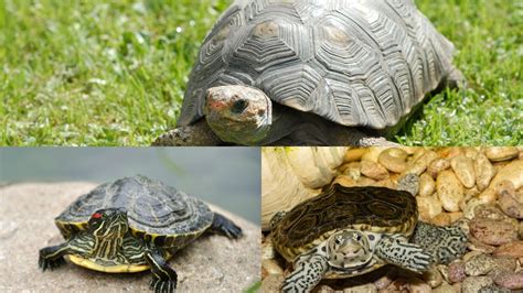 Turtle vs. Tortoise vs. Terrapin [Difference Chart] – The Turtle Hub