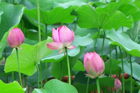 Lotus Flowers at Bongwonsa | travel oriented | Flickr