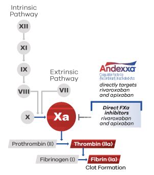 Mechanism of Action | ANDEXXA | For HCPs