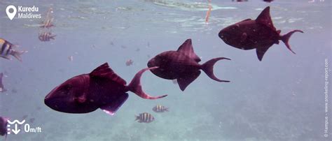 Snorkeling in Kuredu Island, Lhaviyani Atoll | Snorkeling the Maldives