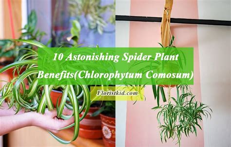 10 Astonishing Spider Plant Benefits (Chlorophytum Comosum)