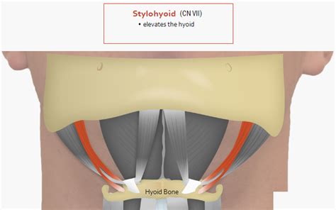 U.Br.Columbia - Drawing Stylohyoid muscle - English labels | AnatomyTOOL