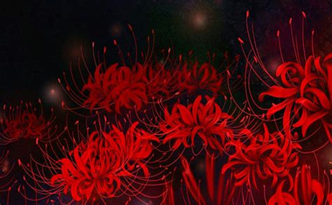 Pin on Fondos PNG | Red spider lily, Red anime flowers, Lily wallpaper