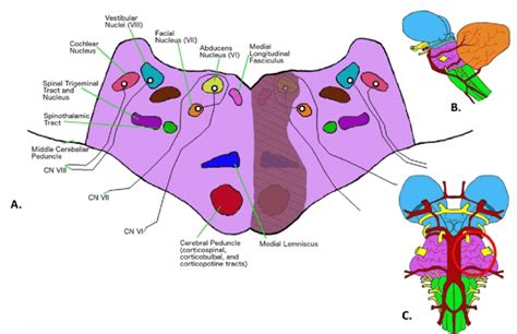 Medial Pontine Syndrome