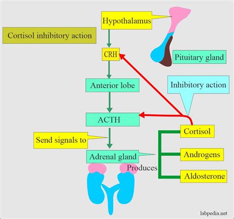 Adrenal Gland Hormones Interpretation, (Cortisol and Aldosterone), Blood sample and Precautions ...