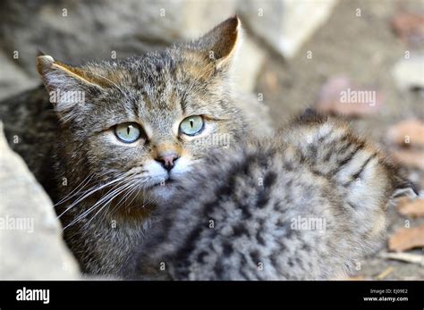 Wildcat, animal, Germany, Europe, predatory game, predator, predators ...