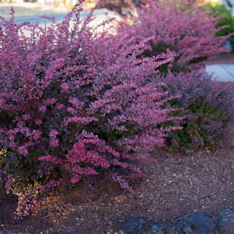 Barberry Bushes for Sale Online | Buy Barberry Bushes - The Greenhouse