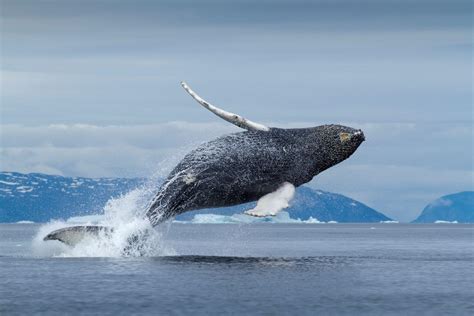 Whale Tours | [Visit Greenland!]