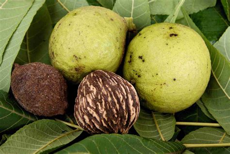 How to Harvest Black Walnuts