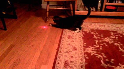 Cat with laser pointer on head - YouTube