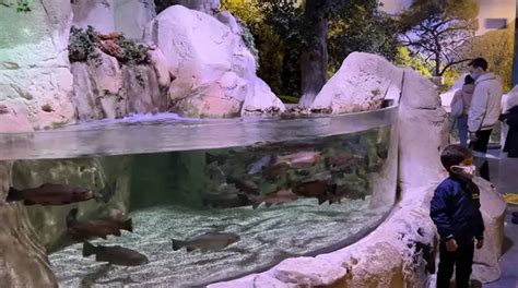 Istanbul Aquarium Challenge: Can You Find All the Sharks? - Travel Store Turkey