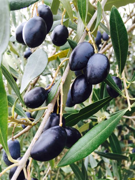 What's Cooking?...Preserving Olives - susies-scraps.com