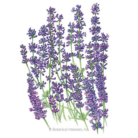 Munstead Lavender Seeds – Botanical Interests