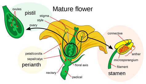 Flowering plant sexuality - Simple English Wikipedia, the free encyclopedia