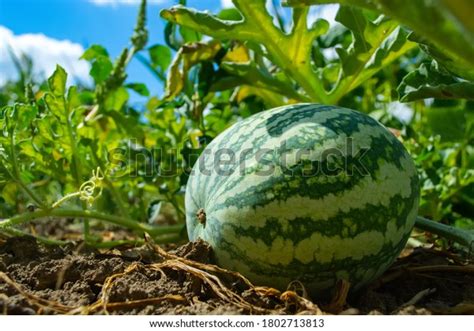 19,398 Watermelon Field Stock Photos, Images & Photography | Shutterstock