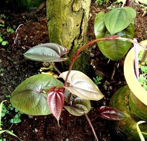 1 Bulb DIOSCOREA PURPUREA Purple Yam Ube Ubi Plant | Purple yam, Plant leaves, Plants