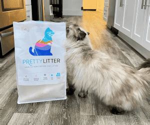 Pretty Litter or Genius Litter: Which is Best for Your Cat?