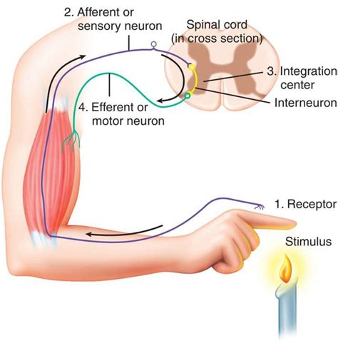 Reflex Arc Diagram Gcse